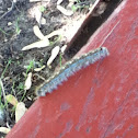 Forest tent caterpillar
