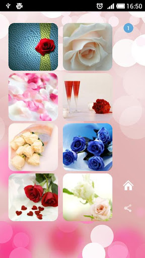 Roses flower Wallpapers