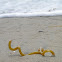Giant kelp