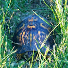 Eastern Box Turtle
