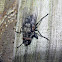 Cluster fly