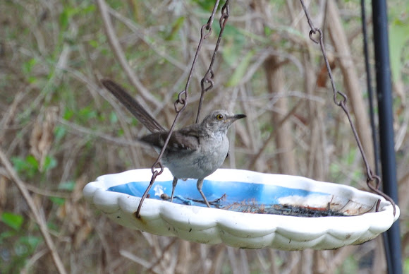 Spotting Image 1