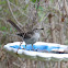 Northern Mockingbird
