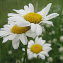 Ox Eye Daisies