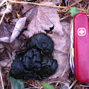 Deer scat ???