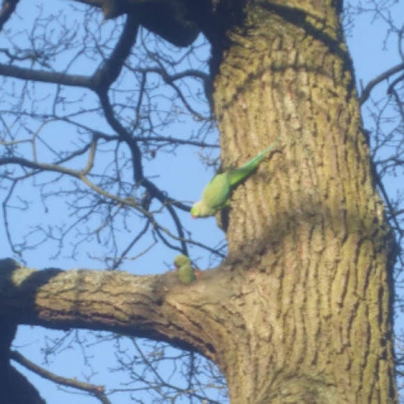 Spotting Image 1