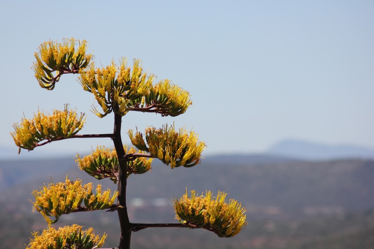 Agave