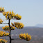 Agave