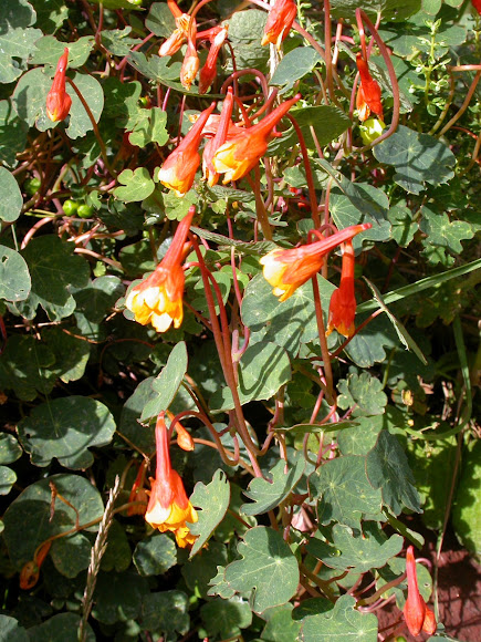 Spotting Image 1