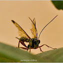 ichneumon wasps