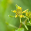 Bog Yellowcress or Marsh Cress