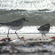 Black-bellied Plover and Dunlin