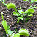 Venus Fly Trap