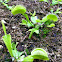 Venus Fly Trap