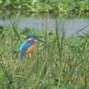 KINGFISHER