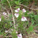 Mediterranean lineseed