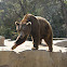 Grizzlies