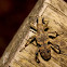 Rhagium mordax