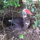 Muscovy Duck