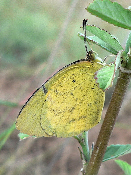 Spotting Image 1