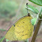 Grass Yellow Butterfly