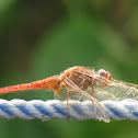 Ditch Jewel Male