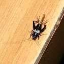 Common Garden Cricket