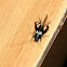Common Garden Cricket