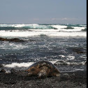 Green Sea Turtle