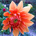 Dahlia