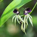 Black Orchid