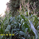Sweet Corn