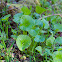 Miner's Lettuce