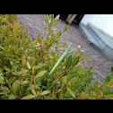 Mantis