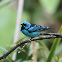 Blue Dacnis