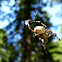 Orb Weaver