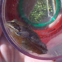 Agile Frog