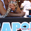 Anaconda