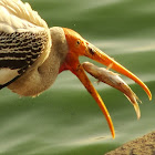 Painted Stork