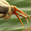 Painted Stork