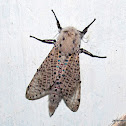 Cossidae