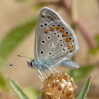 Common Blue