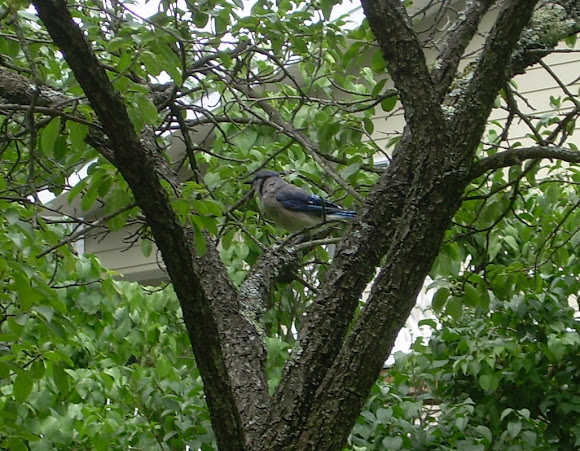 Spotting Image 1