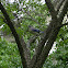 Blue Jay