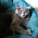 Domestic Cat