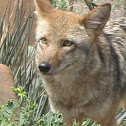 Coyote 