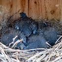Eastern bluebirds (box #4 brood #1)