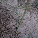 Imported Fire Ant (RIFA)