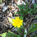 Dandelion