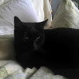 All cats in a 300 mile radius from Denver, Colorado.